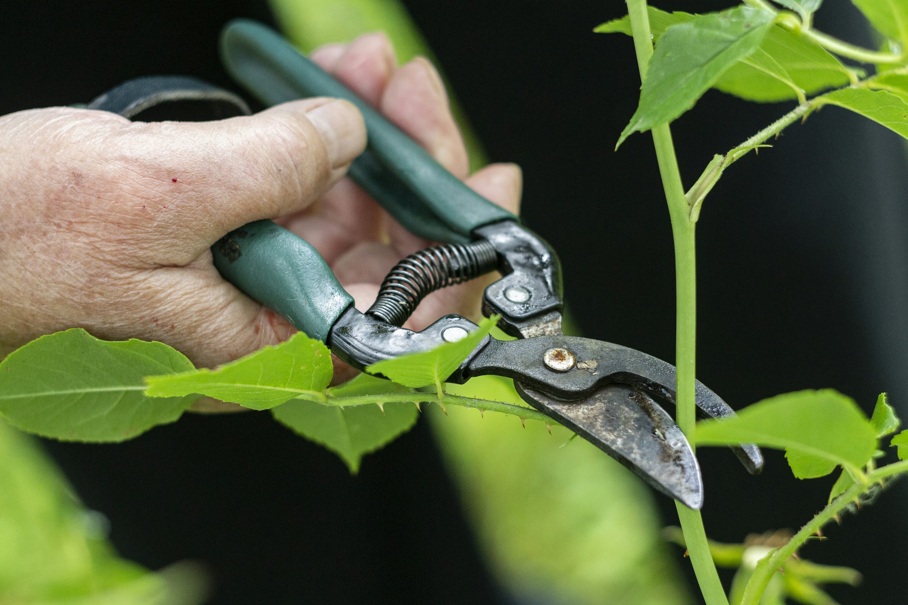 Selective hand-pruning used for precise long-term landscape care